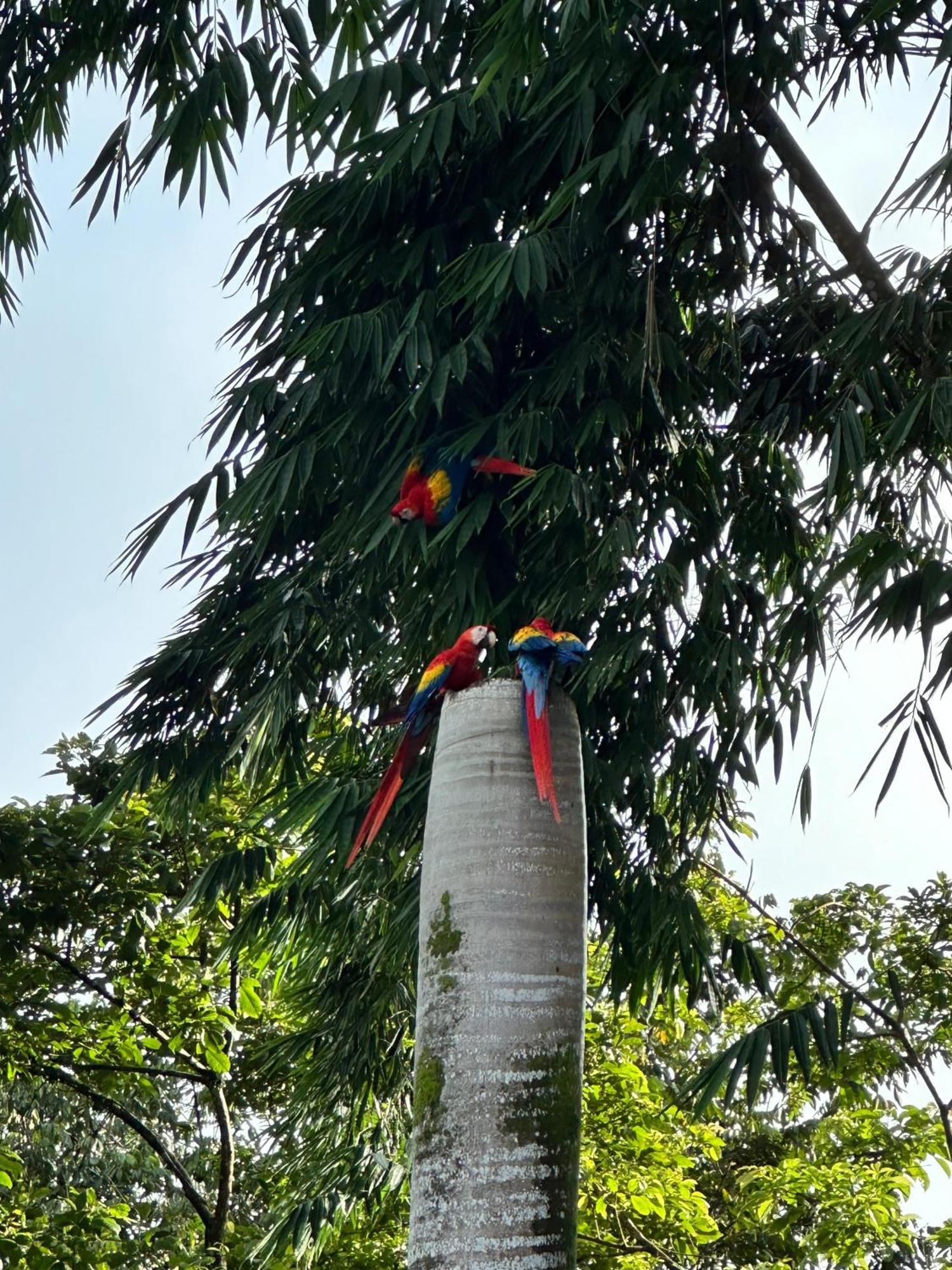 Hospedaje Colibri Manuel Antonio Eksteriør bilde
